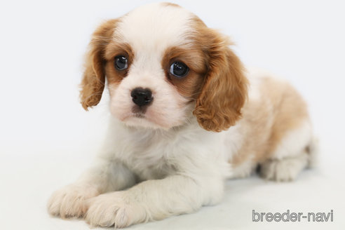 成約済の神奈川県のキャバリアキングチャールズスパニエル-303405の2枚目